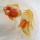 100% Chinese Carved Agate Goldfish Plates Other photo 4