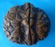Antique Chinese Hand Carved Walnut Shell - Monks,  Flowers And Leaves Other photo 4