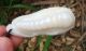 Chinese Celadon Nephrite Jade Carved Chinese Cabbage Pupa Pendant 65x30x20mm Other photo 9