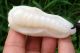 Chinese Celadon Nephrite Jade Carved Chinese Cabbage Pupa Pendant 65x30x20mm Other photo 2