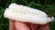 Chinese Celadon Nephrite Jade Carved Chinese Cabbage Pupa Pendant 65x30x20mm Other photo 3