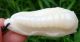 Chinese Celadon Nephrite Jade Carved Chinese Cabbage Pupa Pendant 65x30x20mm Other photo 5