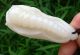 Chinese Celadon Nephrite Jade Carved Chinese Cabbage Pupa Pendant 65x30x20mm Other photo 6
