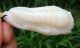 Chinese Celadon Nephrite Jade Carved Chinese Cabbage Pupa Pendant 65x30x20mm Other photo 7