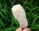 Chinese Celadon Nephrite Jade Carved Chinese Cabbage Pupa Pendant 65x30x20mm Other photo 8