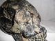 Exquisite Early 19th Century Bronze Lifesize Model Of A Human Skull Very Gothic Other photo 10