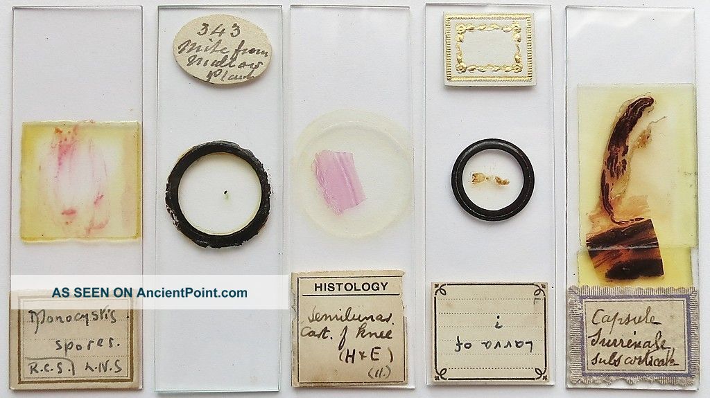 5 Antique/vintage Microscope Slides (2) Other photo