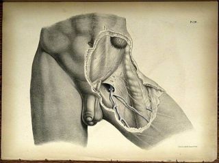 1851 Joseph Maclise Colored Lithograph Anatomy Plate 28 photo