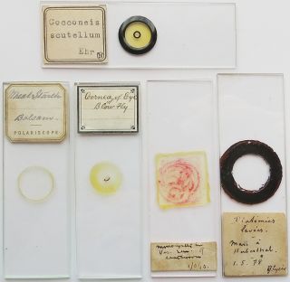 5 Antique/vintage Microscope Slides (15) photo