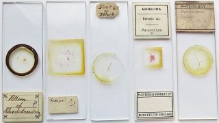 5 Antique/vintage Microscope Slides (26) photo
