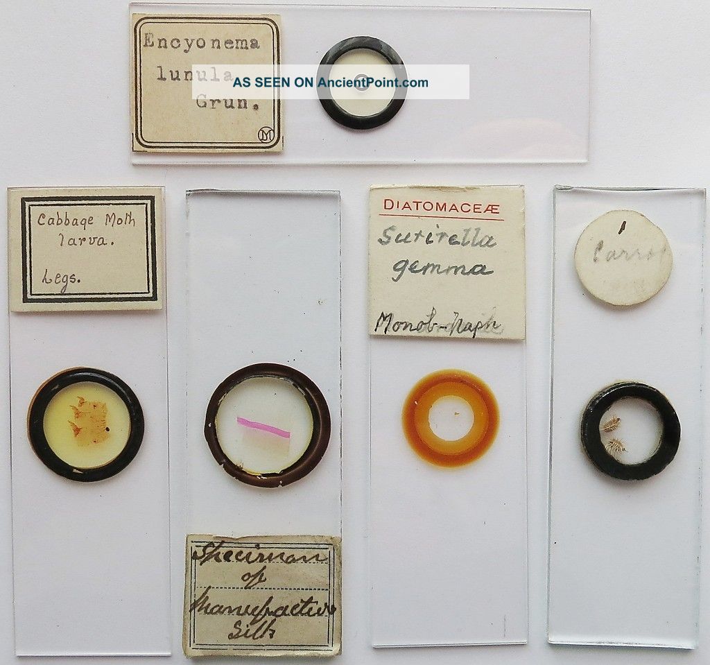 5 Antique/vintage Microscope Slides (17) Other photo