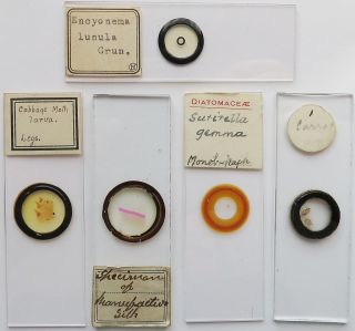 5 Antique/vintage Microscope Slides (17) photo