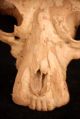 Ape Monkey Baboon Ceramic Skull Old Vintage Look Animal Face Evolution Display Other photo 8