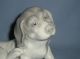Antique Gebruder Heubach Hound Figurine 1843 To 1925 Mint Adorable Look Figurines photo 1