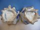 Antique Moore Brothers Ruffled Cups Bowls Twig Stand Delft English Porcelain Figurines photo 5