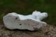 19th C.  Staffordshire Miniature Porcelaneous Recumbent Dog Figurines photo 5