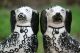 Pair Of 19th C.  Large Staffordshire Black & White Seated Hearth Dogs Figurines photo 1