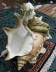 Royal Dux Art Nouveau Figure On A Shell Figurines photo 3