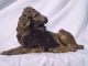 Magnificent French Gilt Bronze Lion Circa 1860 Metalware photo 5