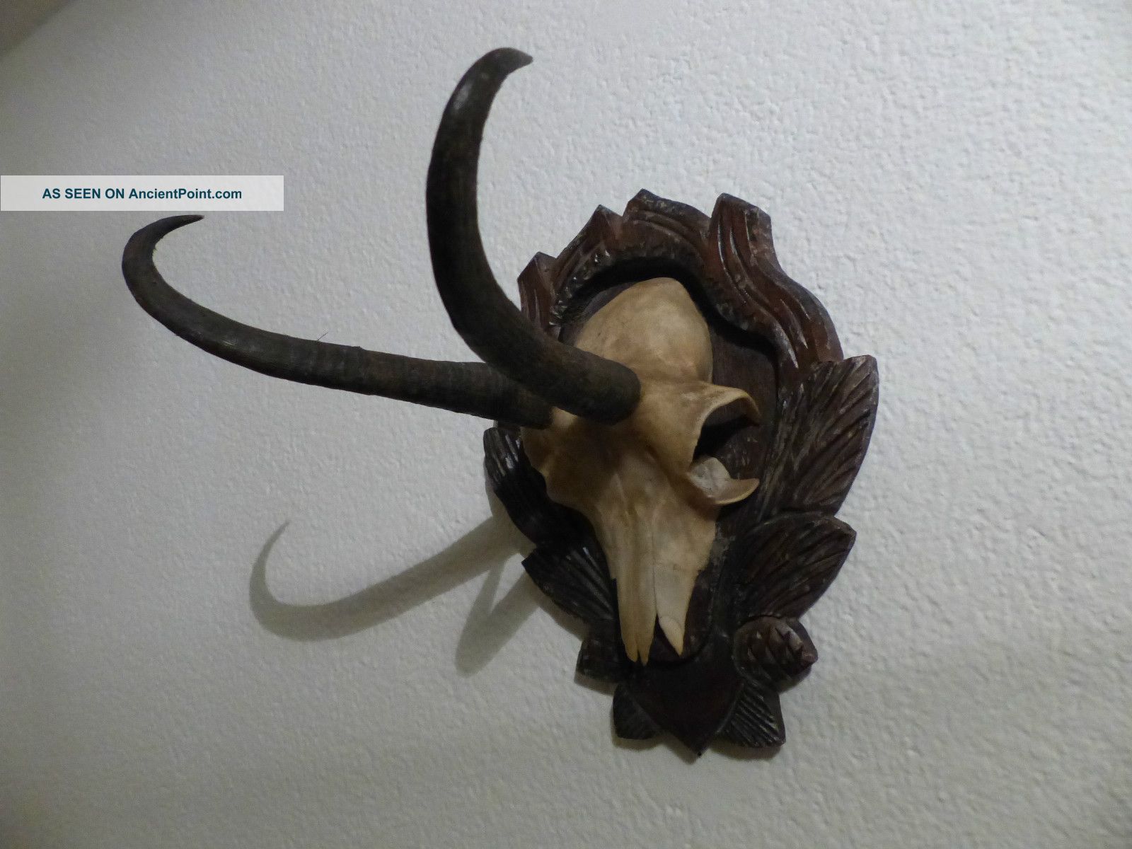 Fantastic Black Forest Chamois Horns On Excellent Carved Plaque - C.  1904 Other photo