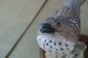 Vintage Carved Wood Wooden Brown Thrasher Bird Figurine Decoy Carved Figures photo 2