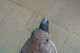 Vintage Carved Wood Wooden Brown Thrasher Bird Figurine Decoy Carved Figures photo 6