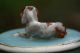 19th C.  Porcelain Trinket Box With Recumbent Dog & Puppies To Lid Boxes photo 6
