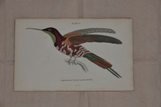 Antique Hand - Coloured Engraving Of Hummingbird,  Circa 1833 - 1843 photo
