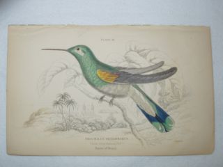 Antique Hand - Coloured Engraving Of Hummingbird,  Circa 1833 - 1843 photo