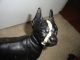 Antique Hubley Design Cast Iron Boston Bull Terrier Dog Door Stop Metalware photo 6