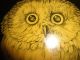 Antique Vintage Serving Tray Real Owl Feathers & 3 Owl Brooches Trays photo 3
