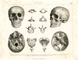 1846 Human Skull Bones Anatomy Steel Engraving Print photo
