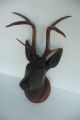 Antique Late 19thc German Black Forest Deer Head Wood Carving With Real Antlers Carved Figures photo 6