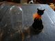 Vintage Max Factor Sophisti - Cat Black Cat Orange Rhinestone Eyes Case Perfume Bottles photo 1