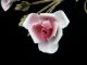 Vtg Antique Italian Tole Decoration Gilt W Pink Porcelain Roses Chic Shabby Toleware photo 2