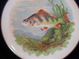 1947 Perch Plate Made In England photo