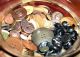 Lot 13 Pounds Vintage And Antique Buttons Bakelite,  Wood,  Glass,  Cards,  Styles Buttons photo 3