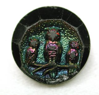 Antique Black Glass Button 3 Owls On A Branch W/ Carnival Luster photo
