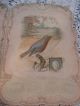 Rare Vintage Singer Sewing Machine Co.  Calendar 1899 Tri - Fold W/birds - Poems Rare Other photo 3
