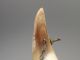 Antique Carved Cow Horn Bull Old Primitive Sewing Needle Pin Cushion Nr Pin Cushions photo 1