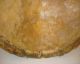 Antique Faux Sea Turtle Tortoise Shell - Victorian Style Taxidermy Mount Other photo 3