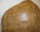 Antique Faux Sea Turtle Tortoise Shell - Victorian Style Taxidermy Mount Other photo 4