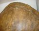 Antique Faux Sea Turtle Tortoise Shell - Victorian Style Taxidermy Mount Other photo 6