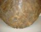 Antique Faux Sea Turtle Tortoise Shell - Victorian Style Taxidermy Mount Other photo 7