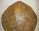 Antique Faux Sea Turtle Tortoise Shell - Victorian Style Taxidermy Mount Other photo 8