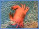 10 ' X 8 ' Fishing Net Crab Lobster Seahorse Starfish F Shells New No Smell Fishing Nets & Floats photo 1