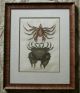 Rare 1754 Hand Colored Mark Catesby Etching Lithograph Museum Quality Framed Other photo 2
