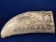 Scrimshaw Whale Tooth Replica 