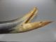Antique Scrimshaw Bull Horn Carving Old Art Artwork Whale Design Figurine Nr Scrimshaws photo 5