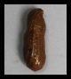 A Wonderful Natural Cast Peanut 18 - 19thc Akan Gold Weight Ex French Coll Other photo 3